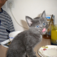 Photo #217128 de Pitou
