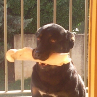 Photo #217155 de Payton