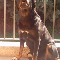 Photo #217157 de Payton