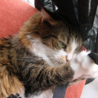 Photo #217171 de Calie