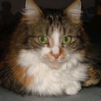 Photo #217172 de Calie