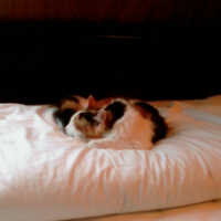 Photo #217182 de Piñoufe