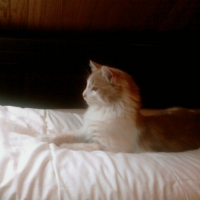 Photo #217196 de Ardy