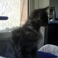 Photo #217213 de Eclipse
