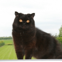 Photo #217248 de Cameron chaser du chauchoy