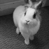 Photo #217255 de Pilouface