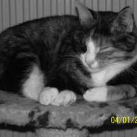 Photo #217258 de Minette