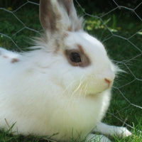 Photo #217265 de Pilouface