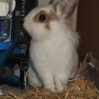 Photo #217266 de Pilouface