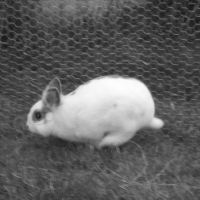 Photo #217268 de Pilouface