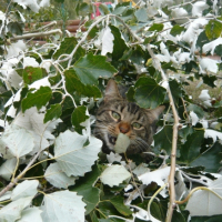 Photo #217302 de Gridouche