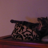 Photo #217303 de Calico