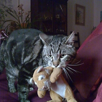Photo #217304 de Calico