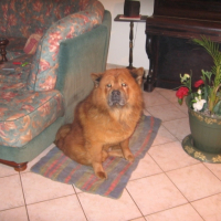 Photo #217356 de Rusty
