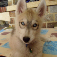 Photo #217402 de Eliott