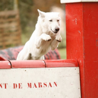 Photo #217459 de Vodoo
