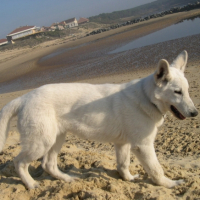 Photo #217460 de Vodoo