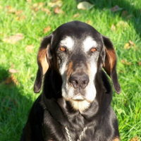 Photo #217492 de Snoopy