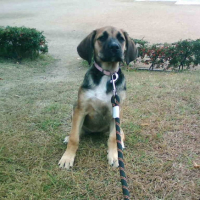 LUNA décédée aujourd'hui la chienne qui etait là avant moi, snifff elle manque beaucoup à ma maman