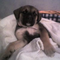 LUNA quand elle etait bébé l'autre chienne aujourd'hui décédée qui etait là avant moi 
