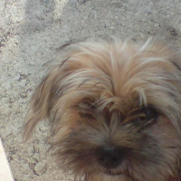 Photo #217655 de Lola