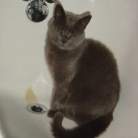 Photo #217675 de Gribouille