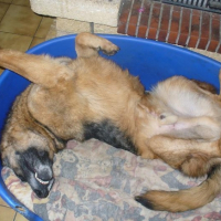 Photo #217750 de Ralph