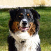Photo #217781 de Elvis