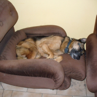 Photo #217795 de Ralph