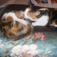 Photo #217854 de Speedy