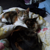 Photo #217855 de Speedy