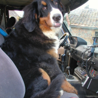 Photo #217867 de Enzo
