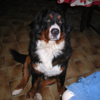 Photo #217869 de Enzo