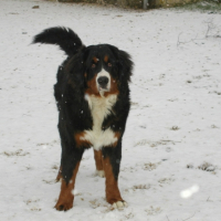 Photo #217870 de Enzo