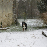 Photo #217871 de Enzo