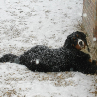 Photo #217872 de Enzo