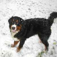 Photo #217873 de Enzo