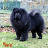 Photo #217945 de Multi.ch.chowderny xinling-shi