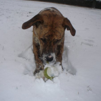 elle ador gratté la neige pour faire roulé sa balle 