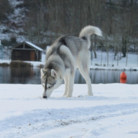 Photo #217998 de Saphir
