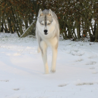 Photo #217999 de Saphir