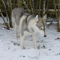 Photo #218001 de Saphir