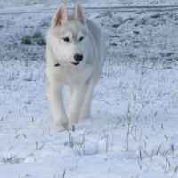 Photo #218016 de Topaze