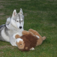 Saphir_contre_le_roi_des_animaux