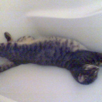 petite sieste dans la baignoire !!!!!