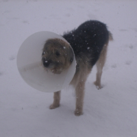 Photo #218081 de Tekila