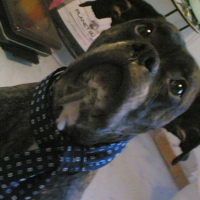 Photo #218155 de Doudou