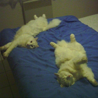 Photo #218226 de Daffy
