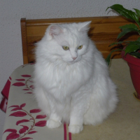 Photo #218349 de Tia