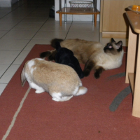 Photo #218356 de Bouba